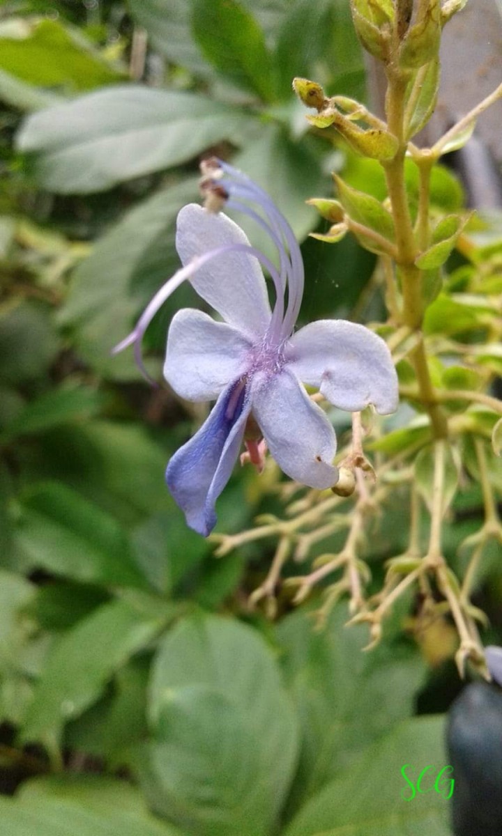 Rotheca serrata (L.) Steane & Mabb.